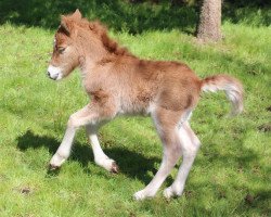 horse Goliat aus dem Wendland (Shetland Pony, 2015, from Georg)