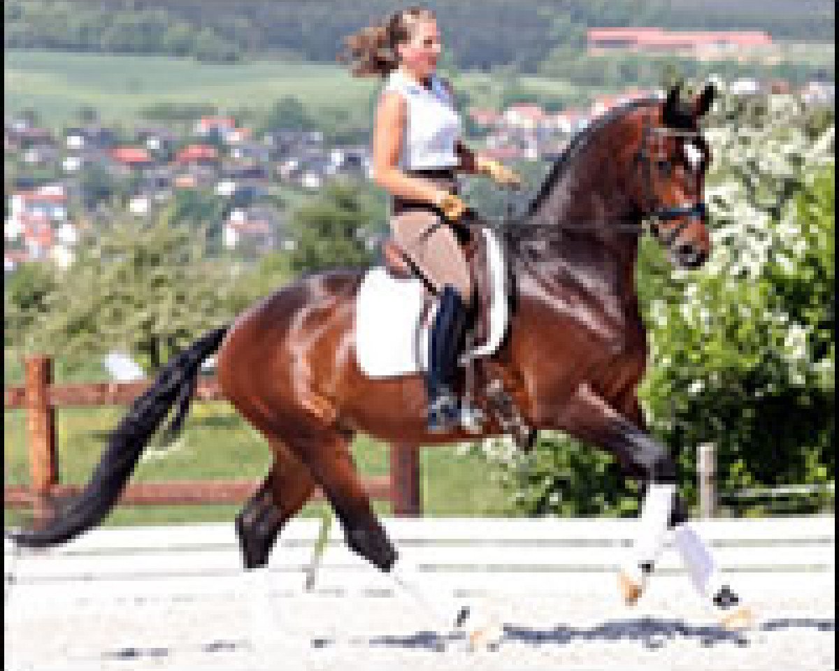 Springpferd Curator 2 (Hannoveraner, 2004, von Conteur)