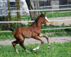 dressage horse Wyamia (Oldenburg, 2015, from Skydiver 4)