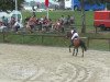 horse Fury 151 (German Riding Pony, 1994, from Nantano)