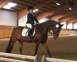 dressage horse Robbi Tobbi H (Westphalian, 1992, from Rubinstein I)