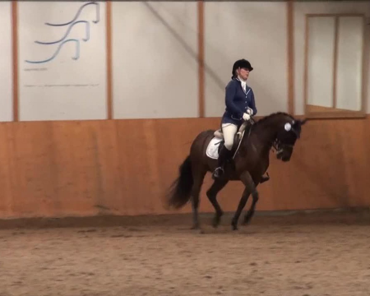 dressage horse Anton 106 (German Riding Pony, 1994, from Amarillys Sensation D)