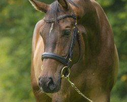 jumper Cari Carracho S (Rhinelander, 2009, from Caprigold)