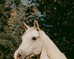 jumper Mr. Thyson (German Riding Pony, 1998)