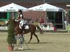 jumper Shirina 4 (German Riding Pony, 1998, from Santo)