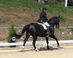 dressage horse Conner McLeod (Westphalian, 1998, from Casaretto)