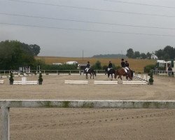 dressage horse Pepsi (German Riding Pony, 1995, from Picobello Star)