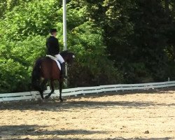 dressage horse Salome (Westphalian, 1997, from Saint Tropez)