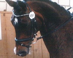 broodmare Gina (Rhinelander, 1997, from Gordon I)