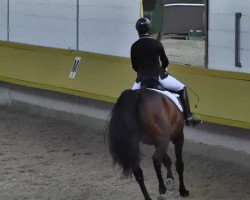 dressage horse Fendra Camina (Westphalian, 1997, from Florestan I)