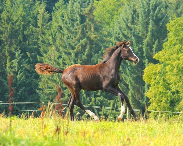 Pferd Clark Kent AS (Rheinländer, 2013, von Caprigold)