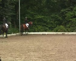 dressage horse Rasanova (Westphalian, 1999, from Rheingau)