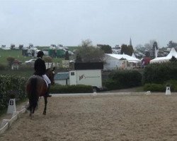 dressage horse Adriana H (Westphalian, 1991, from Artwig)