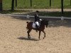 dressage horse Domino 611 (German Riding Pony, 1997, from Durello)