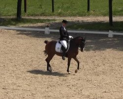 dressage horse Domino 611 (German Riding Pony, 1997, from Durello)