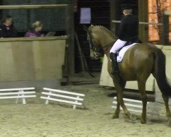 dressage horse Woody Alleen (Westphalian, 1999, from Weltrat)