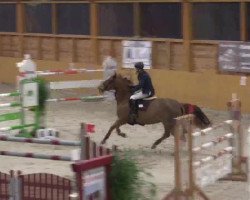 broodmare Quanta Costa (Oldenburg show jumper, 2008, from Quel Bonheur)