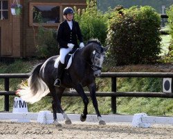 dressage horse Cascallino (Holsteiner, 2010, from Casall Ask)