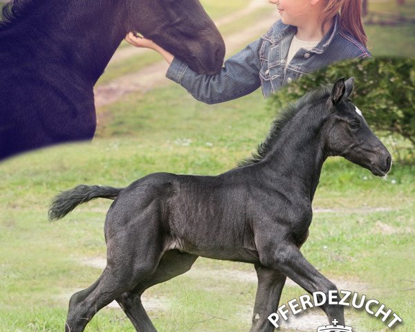 broodmare Indira US (Oldenburg, 2015, from Painted Black)