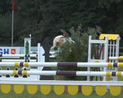 Springpferd Marcello 135 (Haflinger, 1998, von Maestro)