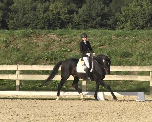 dressage horse Don Ganymedes (Westphalian, 1995, from Donnerhall)