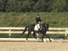 dressage horse Don Ganymedes (Westphalian, 1995, from Donnerhall)