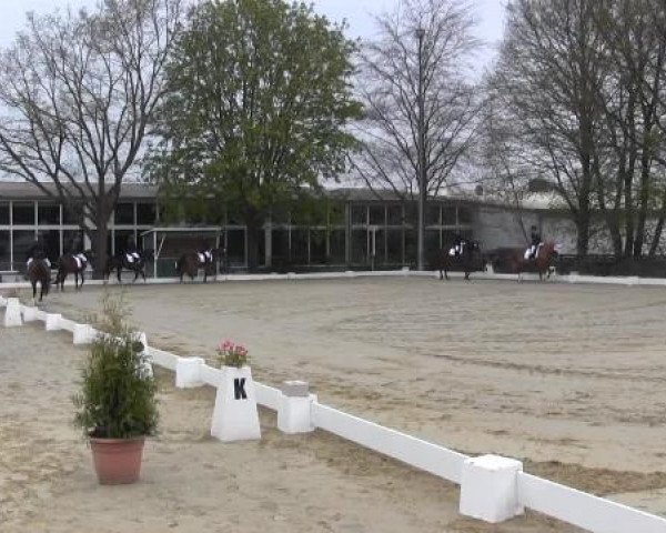 eventing horse Rocky M (German Riding Pony, 1994, from Silvertop's Robin)