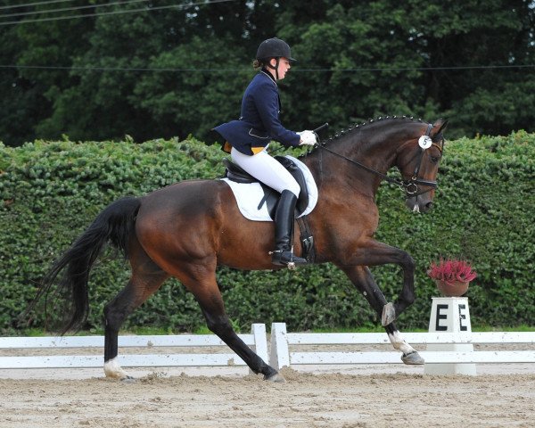 dressage horse Ballantines 27 (Hanoverian, 2009, from Ballettmeister)