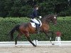 dressage horse Ballantines 27 (Hanoverian, 2009, from Ballettmeister)