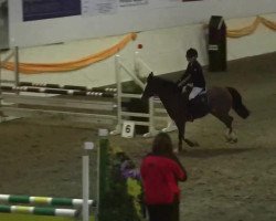 jumper Sunny (German Riding Pony, 1994, from Neckar)