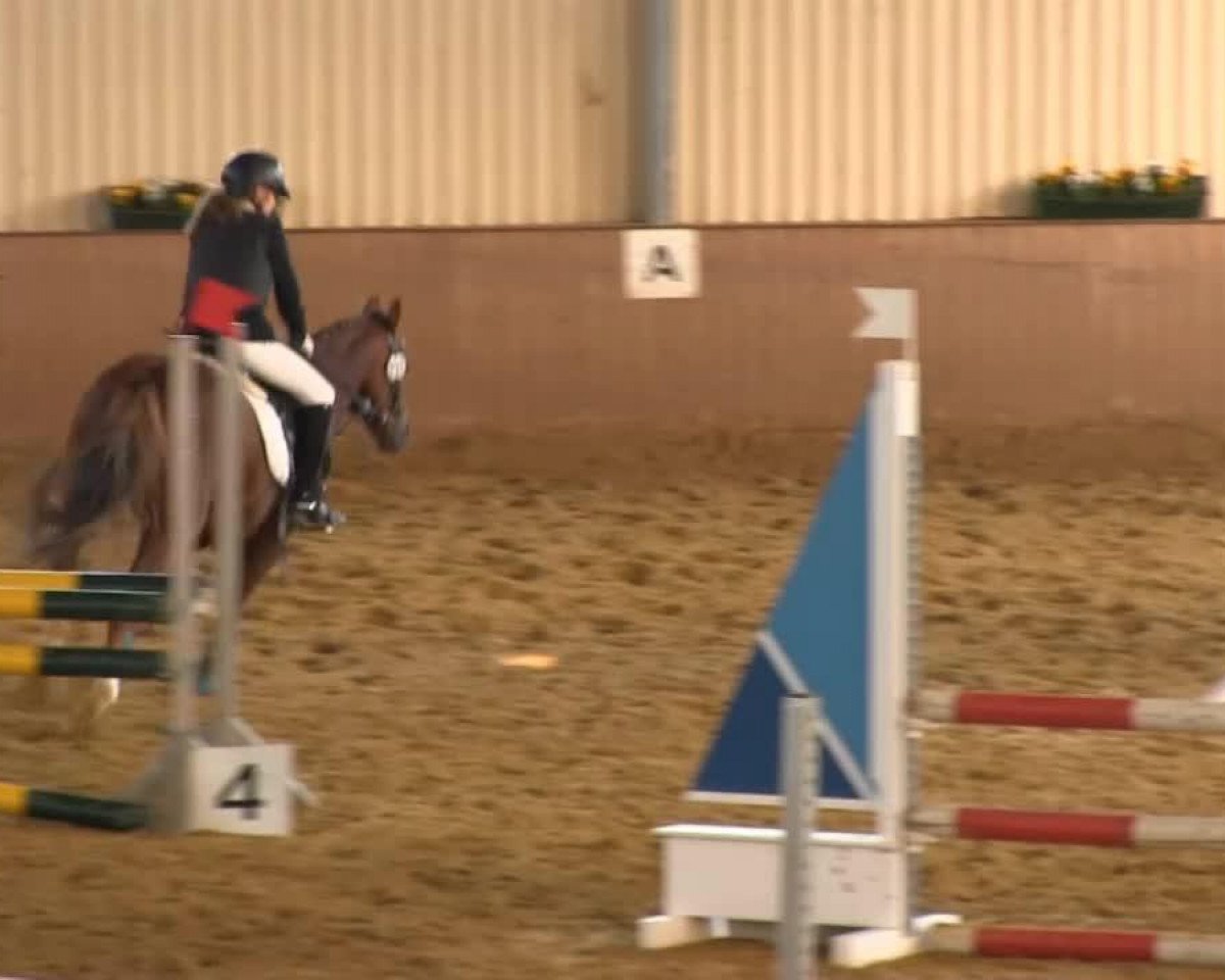 jumper Flash (Shetland Pony, 1996, from Isarons Fernando)