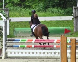 jumper Nice Boy (German Riding Pony, 1992, from Navajo)