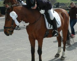 dressage horse Nordwind 75 (German Riding Pony, 1978, from Nibelungenheld II)