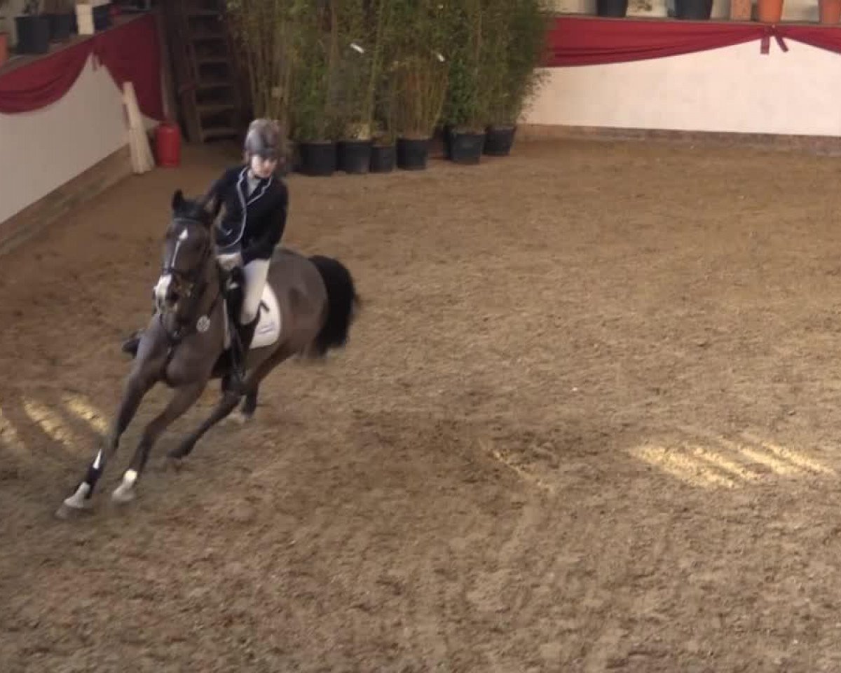 jumper Clärle (Oldenburg, 1999, from Corlago)