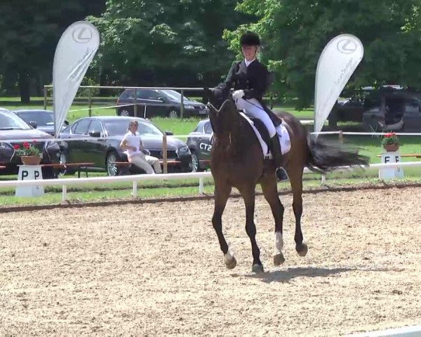 dressage horse Rio di San Agostino (Oldenburg, 1998, from Ragazzo)