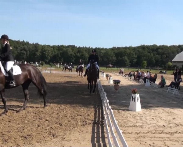 horse Avana (Oldenburg, 1999, from Alabaster)