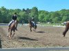 dressage horse Duvillard (Oldenburg, 1998, from Don Schufro)