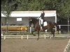 horse Chloe 7 (Oldenburg,  , from Cupric xx)