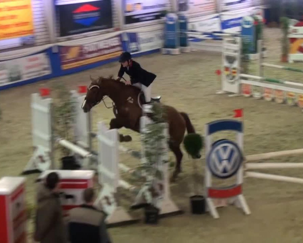 Springpferd Quintoka 2 (Oldenburger, 1995, von Quattro B)