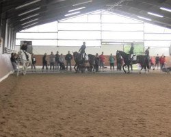 dressage horse Collin 21 (Oldenburg, 1998, from Corradino)