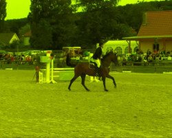 jumper Lucy 214 (Hanoverian, 1998, from Landstreicher)