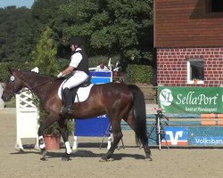 dressage horse Calla 11 (Hanoverian, 1994, from Caletto I)