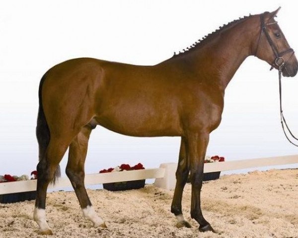 stallion Löwenstern II (Hanoverian, 2005, from Latouro)