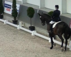 dressage horse Worldprince (Hanoverian, 1997, from World Cup II)