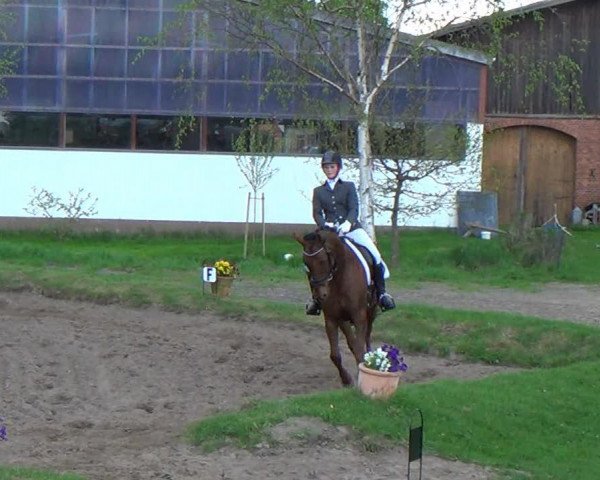 dressage horse Fraghani C (Hanoverian, 1995, from Wanderbursch II)