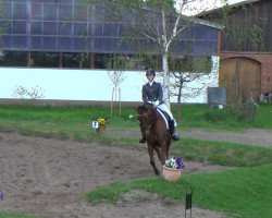 dressage horse Fraghani C (Hanoverian, 1995, from Wanderbursch II)