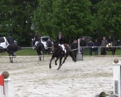 dressage horse Fabienne-Finess (Hanoverian, 1994, from Feiner Graf)