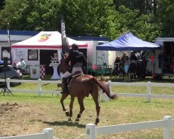 jumper Golden Star 20 (Hanoverian, 1995, from Gletscher)