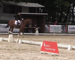 dressage horse Big Albert (Hanoverian, 1999, from Brentano II)