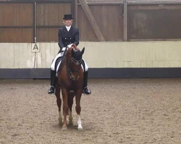 dressage horse Westino 4 (Hanoverian, 1999, from Weltmeyer)